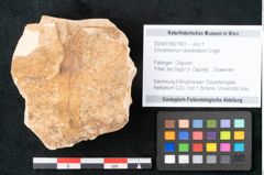 Foto (Objekt + Etikett) von Cinnamomum lanceolatum Unger (NHMW-GEO-2024-0188-7991)